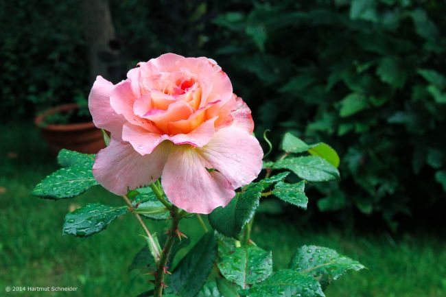 Lightroom RAW-Entwicklung